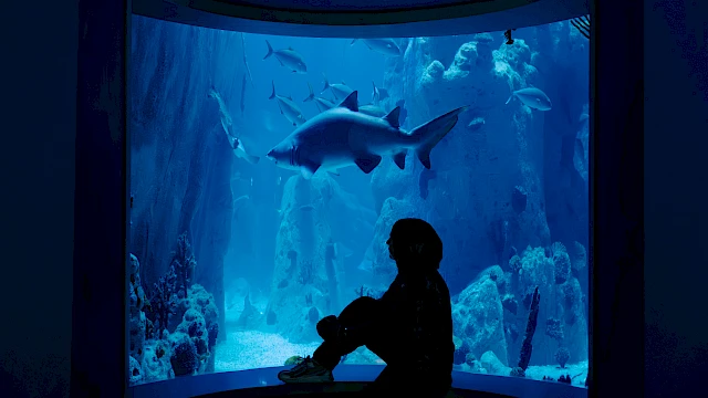 A silhouette of a child sits by a large aquarium window, watching a big shark swim among colorful fish and coral in blue-lit water.